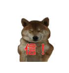 柴犬 はち 俺にも喋らせろ！ 3.5.8（個別スタンプ：12）