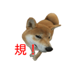 柴犬 はち 俺にも喋らせろ！ 3.5.8（個別スタンプ：14）