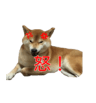 柴犬 はち 俺にも喋らせろ！ 3.5.8（個別スタンプ：16）