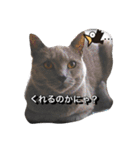 鷹と猫の愉快な仲間たち（個別スタンプ：13）