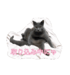 鷹と猫の愉快な仲間たち（個別スタンプ：14）