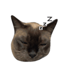 鷹と猫の愉快な仲間たち（個別スタンプ：18）