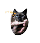 鷹と猫の愉快な仲間たち（個別スタンプ：19）