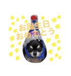チワワとトイプードル（個別スタンプ：3）