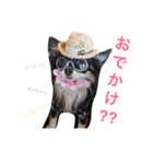 チワワとトイプードル（個別スタンプ：5）