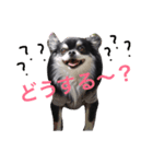 チワワとトイプードル（個別スタンプ：6）
