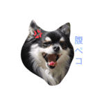 チワワとトイプードル（個別スタンプ：7）