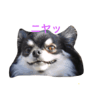 チワワとトイプードル（個別スタンプ：8）