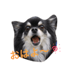 チワワとトイプードル（個別スタンプ：9）