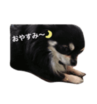 チワワとトイプードル（個別スタンプ：10）