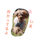 チワワとトイプードル（個別スタンプ：11）