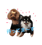 チワワとトイプードル（個別スタンプ：13）