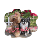 チワワとトイプードル（個別スタンプ：14）