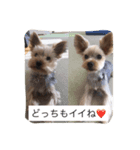もぐもぐでち。（個別スタンプ：7）