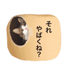 マイペースにゃんこーず 2（個別スタンプ：1）