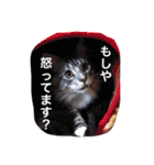 マイペースにゃんこーず 2（個別スタンプ：2）