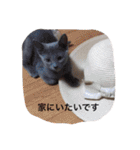 マイペースにゃんこーず 2（個別スタンプ：3）