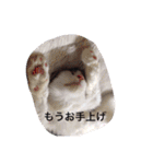 マイペースにゃんこーず 2（個別スタンプ：4）