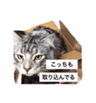 マイペースにゃんこーず 2（個別スタンプ：5）