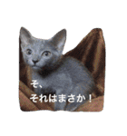 マイペースにゃんこーず 2（個別スタンプ：6）