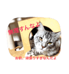 マイペースにゃんこーず 2（個別スタンプ：7）