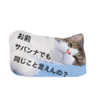 マイペースにゃんこーず 2（個別スタンプ：8）