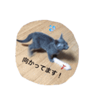 マイペースにゃんこーず 2（個別スタンプ：9）