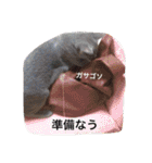 マイペースにゃんこーず 2（個別スタンプ：10）