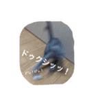 マイペースにゃんこーず 2（個別スタンプ：11）