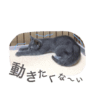 マイペースにゃんこーず 2（個別スタンプ：13）
