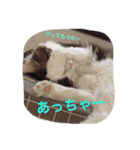 マイペースにゃんこーず 2（個別スタンプ：14）