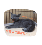 マイペースにゃんこーず 2（個別スタンプ：15）