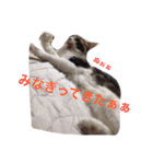 マイペースにゃんこーず 2（個別スタンプ：18）