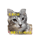 マイペースにゃんこーず 2（個別スタンプ：19）