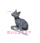 マイペースにゃんこーず 2（個別スタンプ：20）