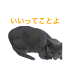 マイペースにゃんこーず 2（個別スタンプ：24）