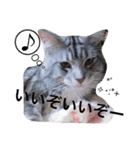 マイペースにゃんこーず 2（個別スタンプ：29）