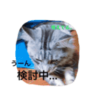 マイペースにゃんこーず 2（個別スタンプ：31）
