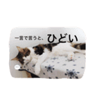 マイペースにゃんこーず 2（個別スタンプ：34）