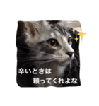 マイペースにゃんこーず 2（個別スタンプ：36）