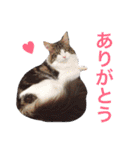マイペースにゃんこーず 2（個別スタンプ：39）