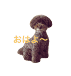 トイプードルと三毛猫②（個別スタンプ：1）