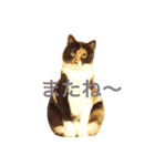 トイプードルと三毛猫②（個別スタンプ：2）