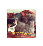 トイプードルと三毛猫②（個別スタンプ：4）