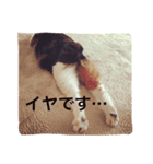 トイプードルと三毛猫②（個別スタンプ：5）