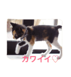 トイプードルと三毛猫②（個別スタンプ：6）
