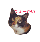 トイプードルと三毛猫②（個別スタンプ：7）