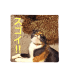 トイプードルと三毛猫②（個別スタンプ：9）