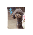 トイプードルと三毛猫②（個別スタンプ：11）