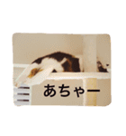 トイプードルと三毛猫②（個別スタンプ：12）